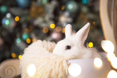 A white rabbit sits inside a white round box. Christmas decor, Christmas tree with lights garlands. New Year. Pets at home, animal as a giftの写真素材