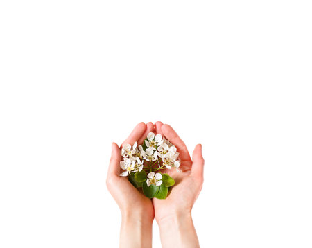 Women's hands with white apple blossoms in the palms on a white background isolate. spring time, love, tenderness. skin care, natural cosmetics. Banner, space for textの写真素材