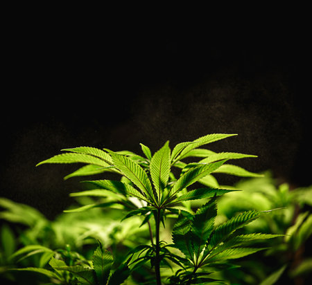 Green cannabis leaf close up on black background with sunbeam and glow. Medical marijuana cultivation. Copy spaceの写真素材