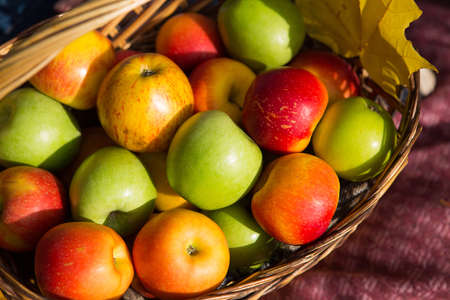 Apples in a basket close - up-yellow, green, red. Autumn, harvest, copy spaceの写真素材