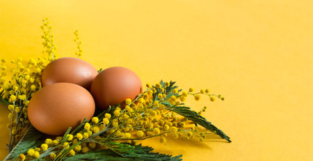 Brown chicken eggs on a yellow background and a branch of mimosa with shadows. Easter spring...