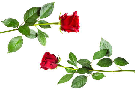 Red rose on white background with copyspace, isolated. A gift for a woman on a holiday, an invitation to a date, Valentine's Day, a sign of loveの写真素材