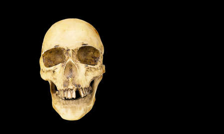 A model of a human skull on a black backgroundの写真素材