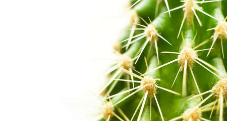 Cactus thorns close-up macro on a white background. Indoor plants, care, cultivation. Copy spaceの写真素材