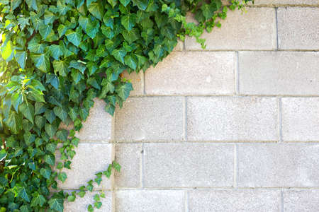 The gray brick wall is covered with green decorative ivy. Natural background, stone fenceの写真素材