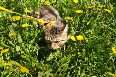 Walking a domestic cat on a yellow harness. The tabby cat is afraid of outdoor, hides in the grass with dandelions, presses his ears. Teaching your pet to walkの写真素材
