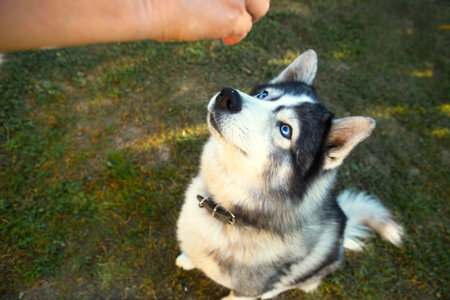 Husky dog gets a delicious for executing the Sit command. Training a pet on the grass, the owner's...