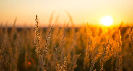 Dry grass-panicles of the Pampas against orange sky with a setting sun. Nature, decorative wild reeds, ecology. Summer evening, dry autumn grassの写真素材