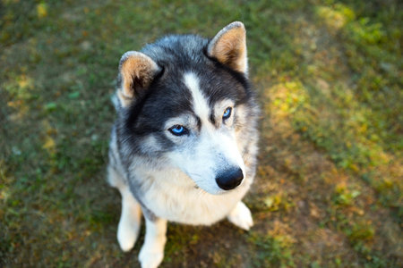 Husky dog sits and looks at the owner, executes the sit command. Training a pet on the grass, Close-up, blue devotees eyes and a dogs nose, thick pet hair in a collar.の写真素材