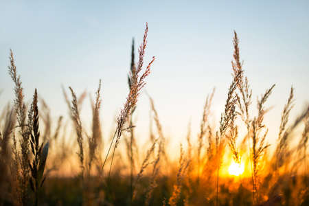 Dry grass-panicles of the Pampas against orange sky with a setting sun. Nature, decorative wild reeds, ecology. Summer evening, dry autumn grassの写真素材