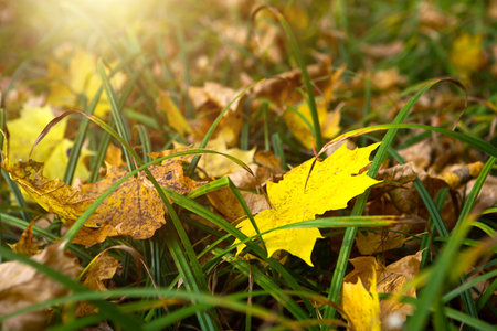 Dry yellow fallen maple leaves in the green grass - September, October. Autumn mood, sunny weather,...