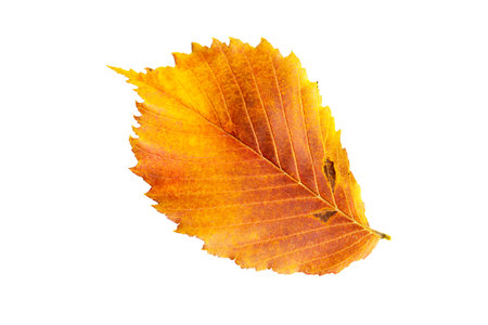 Yellow-red fallen autumn leaf of the Ulmus elm on a white background is an isolated
