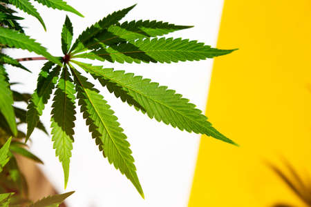 A cannabis bush in bright light with a white and yellow background with a shadow. Medicinal marijuana leaves of the Jack Herer variety are a hybrid of sativa and indica. Growing a home plantの写真素材