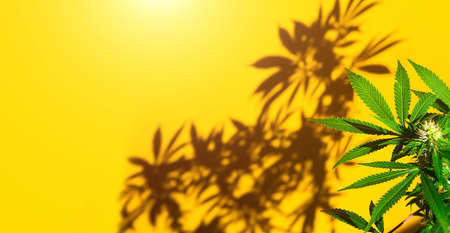 A cannabis bush in bright light with a yellow background with a shadow. Medicinal marijuana leaves of the Jack Herer variety are a hybrid of sativa and indica. Growing a home plantの写真素材