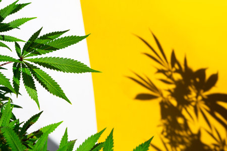 A cannabis bush in bright light with a white and yellow background with a shadow. Medicinal marijuana leaves of the Jack Herer variety are a hybrid of sativa and indica. Growing a home plantの写真素材