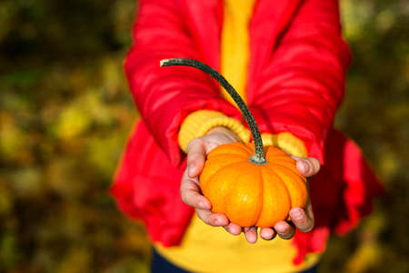 A child in a red jacket and a yellow sweater holds a decorative real pumpkin in his hands. Autumn mood, dry fallen leaves, preparation for the harvest festival on the farm, Halloweenの写真素材
