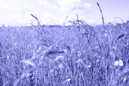 A green spring field with bright ears of flowering flax. Agricultural industry, ecology, spring time, copy space. Pure natureの写真素材