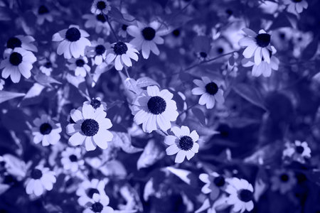 Field of daisies flowers in the grass in the sun. Spring time, summertime, ecology, rural natural life, authenticity, cottage core. Copy spaceの写真素材