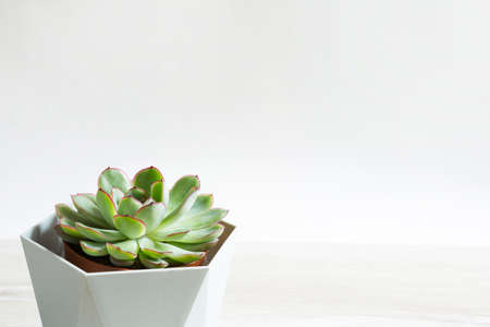 Echeveria in a pot on a gray background on a table. A house plant, a green home, a succulent is a symbol of harmony. copyspace. Care of indoor plantsの写真素材