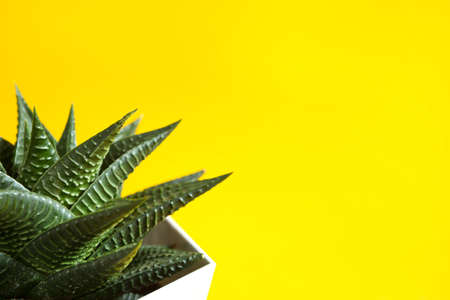 Haworthia in a pot on a yellow background. A house plant, a green home, a succulent is a symbol of harmony. copyspace. Care of indoor plantsの写真素材