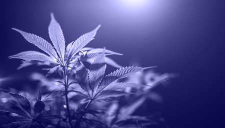 A cannabis bush iin purple tinted very peri. Medicinal marijuana leaves of the Jack Herer variety are a hybrid of sativa and indica. Growing a home plantの写真素材