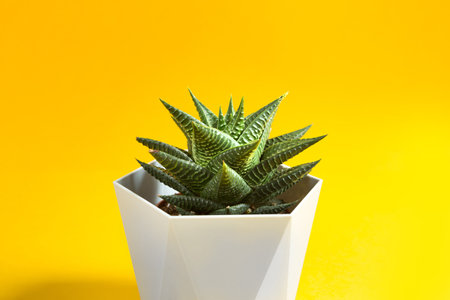 Haworthia in a pot on a yellow background. A house plant, a green home, a succulent is a symbol of harmony. copyspace. Care of indoor plantsの写真素材