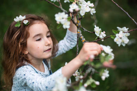 A cute little girl of 5 years old in a blooming white apple orchard in spring. Springtime, orchard, flowering, allergy, spring fragrance, tenderness, caring for nature. Portraitの写真素材