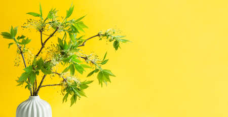 Delicate little leaves from open buds on branches-sprouts in a vase on a yellow background. Spring, the beginning of a new life. copy spaceの写真素材