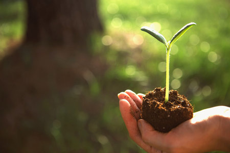 Young green sprout in the hands in the light of the sun on a background of big tree. Natural...