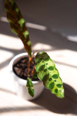 Calathea lancifolia green pattern leaf close-up on the windowsill in bright sunlight with shadows. Potted house plants, green home decor, care and cultivation, marantaceae variety.の写真素材