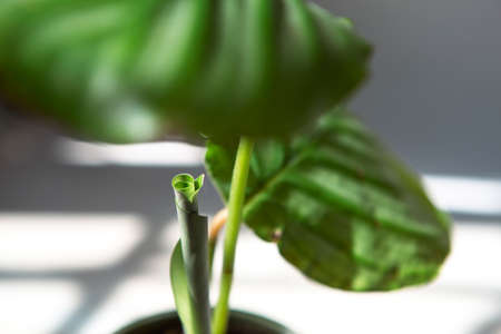 Sprout Calathea Orbifolia unfolds green leaf close-up on the windowsill in bright sunlight with shadows. Potted house plants, green home decor, care and cultivation, marantaceae variety.の写真素材