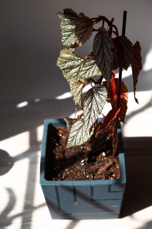 Coral begonia Corallina, silver-spotted argentea-guttata close-up in bright sunlight with shadows....