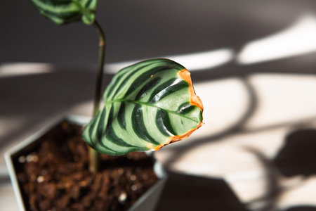 Problems in the cultivation of domestic plants - leaves affected by a spider mite, yellow and dry...