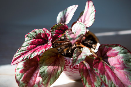 Begonia Maui Sunset decorative-deciduous Rex, scarlet leaf close-up in bright sunlight with shadows. Potted house plants, home decor, care and cultivationの写真素材