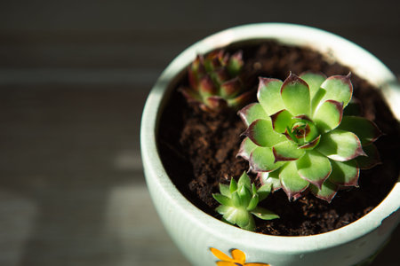 Echeveria in a pot in bright light with shadows. A house plant, a green home, a succulent is a...