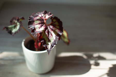 Beautiful leaves of decorative deciduous begonia with a close-up ornament in a pot. copyspace. Growing potted house plants, green home decor, care and cultivationの写真素材
