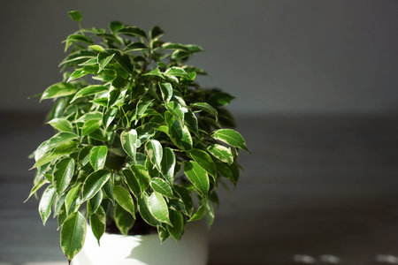 Variegate foliage of ficus Benjamin in a round pot close-up. Growing potted house plants, green home...