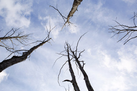 Dry trunks with driftwood and tree branches tend to the sky. The blue sky is a symbol of life and...