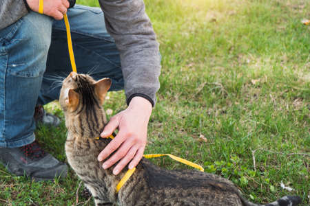 Walking a domestic cat with the owner on a yellow harness. The tabby cat caressing a person's hand of outdoors, hides in the green grass, cautiously and curiously. Teaching your pet to walkの写真素材