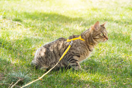 Walking a domestic cat on a yellow harness. The tabby cat is afraid of outdoors, hides in the green grass, cautiously and curiously. Teaching your pet to walkの写真素材