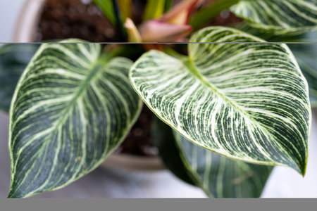 Houseplant philodendron Birkin on the windowsill by the window. Growing and caring for indoor plants