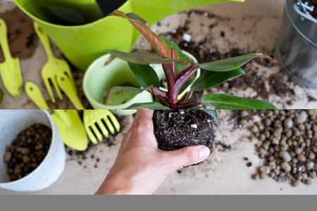 Transplanting a home plant Philodendron Prince of Orange into a new pot. A woman plants a stalk with...