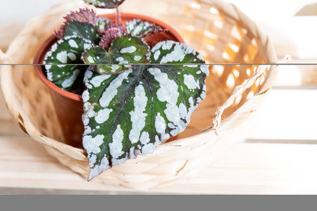 Home potted plant begonia decorative deciduous in the interior of the house. Hobbies in growing, caring for plants, greenhome, gardening at home.の写真素材