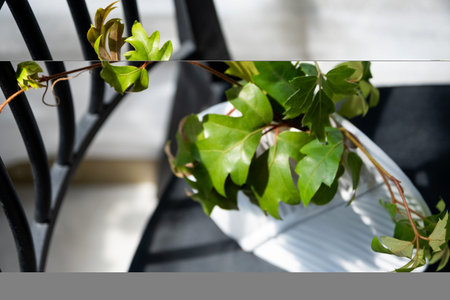 Rhoicissus rhomboidea close-up in the interior on the windowsill. Houseplant Growing and caring for...