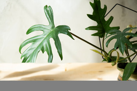 Philodendron Mayo in the interior of the house. Carved leaves of a houseplant in a pot. Care and...