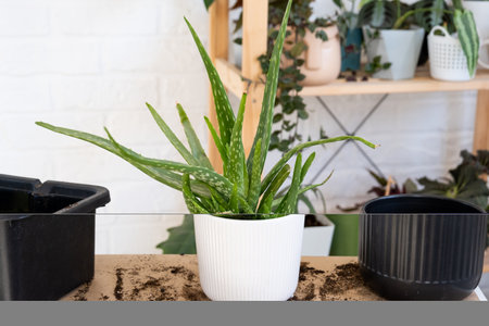 Indoor medicinal plant Aloe Vera after transplanting into a new soil and pot. Hobbies, growing and caring for home plantsの写真素材