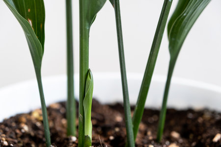 A new sprout of aspidistra close-up. A houseplant with stiff leaves and growing out of the ground.の写真素材