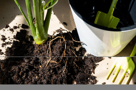 An earthen lump of a potted plant with healthy roots. Transplanting and caring for a home plant,...
