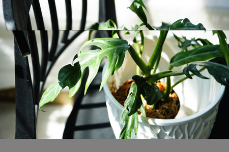 Philodendron elegans close-up in the interior. Houseplant Growing and caring for indoor plantsの写真素材