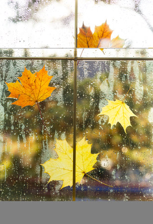 A yellow dry maple leaf stuck to the wet glass of the window with raindrops. Autumn mood, weather...